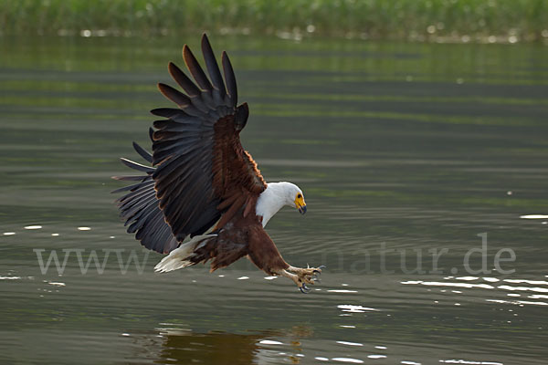 Schreiseeadler (Haliaeetus vocifer)