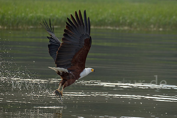 Schreiseeadler (Haliaeetus vocifer)