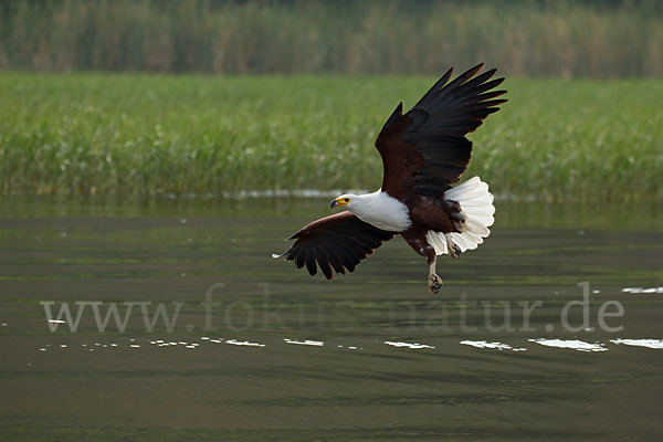 Schreiseeadler (Haliaeetus vocifer)