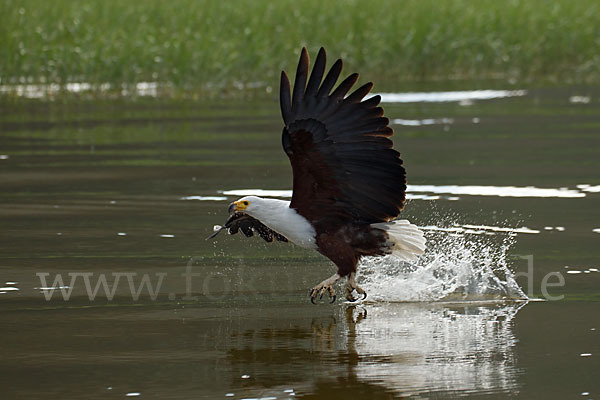 Schreiseeadler (Haliaeetus vocifer)