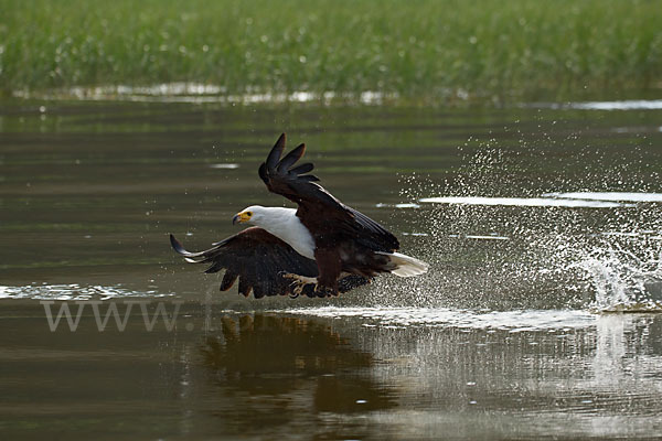 Schreiseeadler (Haliaeetus vocifer)