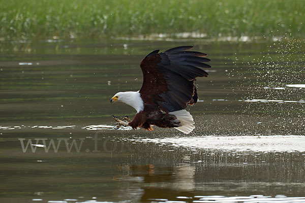 Schreiseeadler (Haliaeetus vocifer)