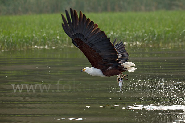 Schreiseeadler (Haliaeetus vocifer)