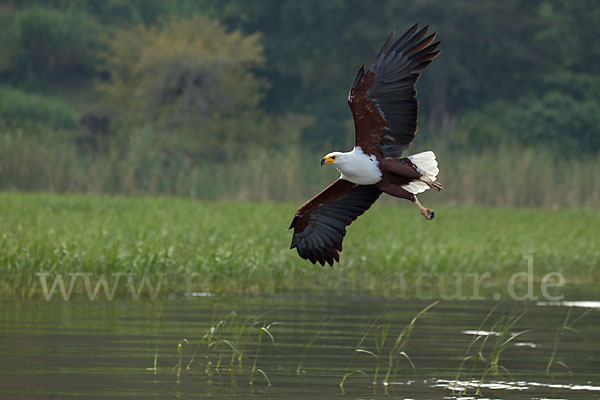 Schreiseeadler (Haliaeetus vocifer)