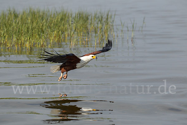 Schreiseeadler (Haliaeetus vocifer)