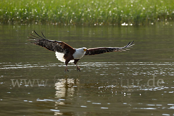 Schreiseeadler (Haliaeetus vocifer)