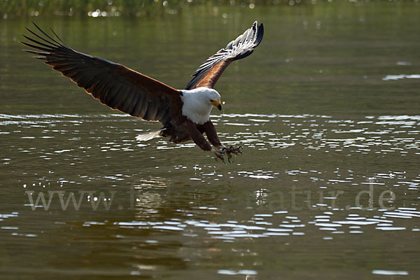 Schreiseeadler (Haliaeetus vocifer)