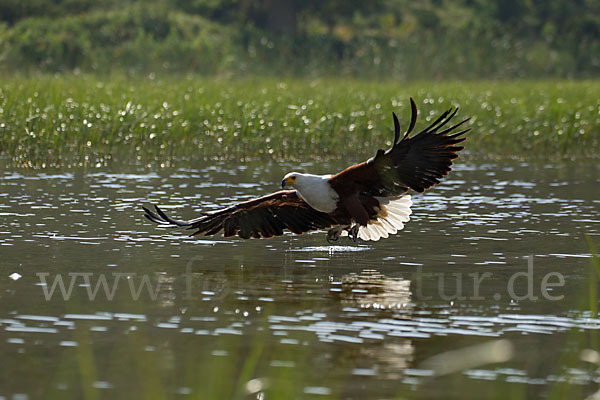 Schreiseeadler (Haliaeetus vocifer)