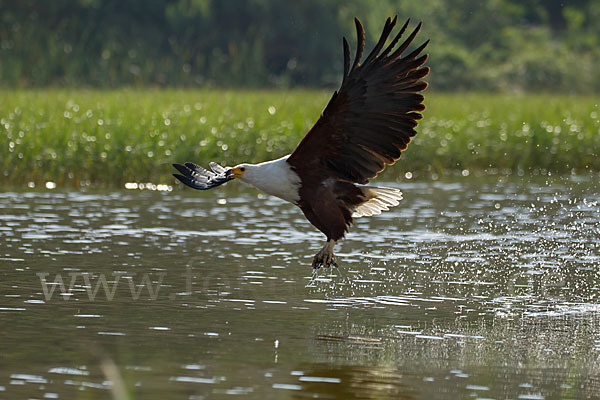 Schreiseeadler (Haliaeetus vocifer)