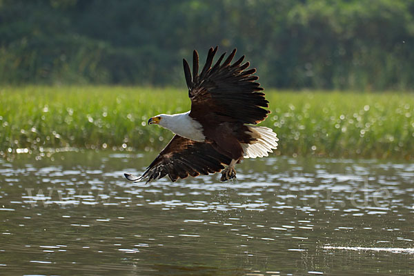 Schreiseeadler (Haliaeetus vocifer)