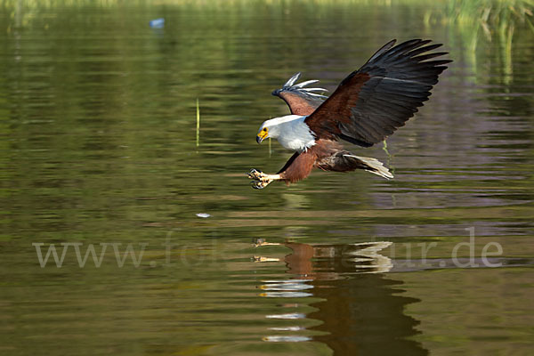 Schreiseeadler (Haliaeetus vocifer)