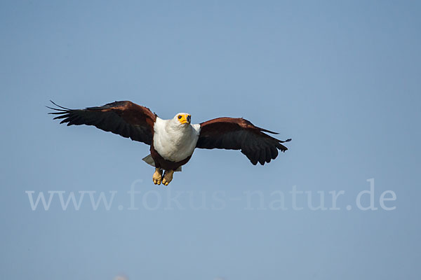 Schreiseeadler (Haliaeetus vocifer)