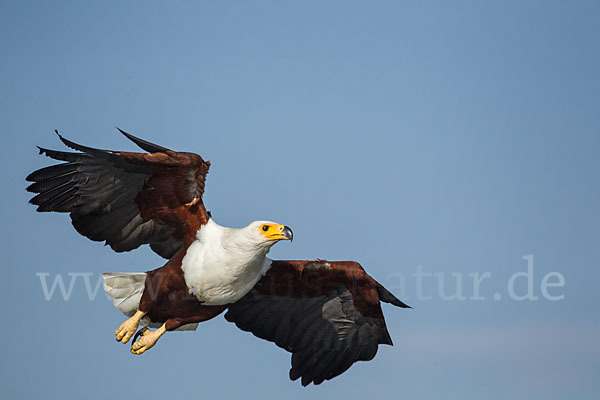 Schreiseeadler (Haliaeetus vocifer)