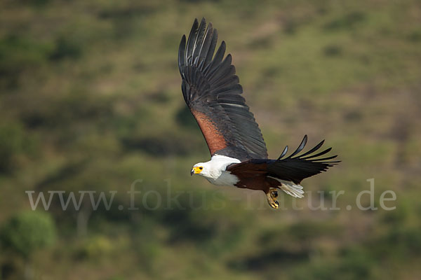 Schreiseeadler (Haliaeetus vocifer)