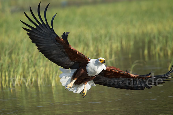 Schreiseeadler (Haliaeetus vocifer)