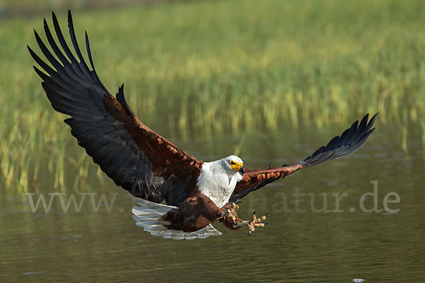 Schreiseeadler (Haliaeetus vocifer)