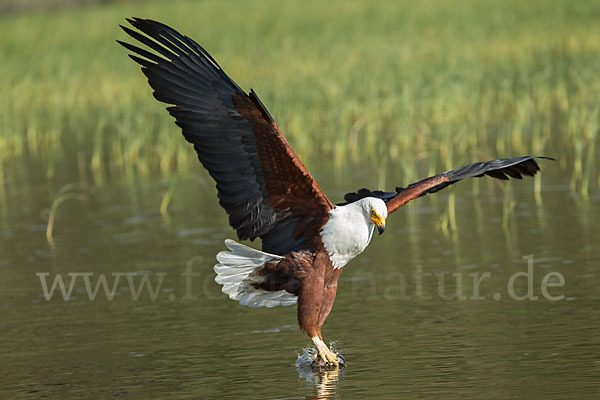 Schreiseeadler (Haliaeetus vocifer)