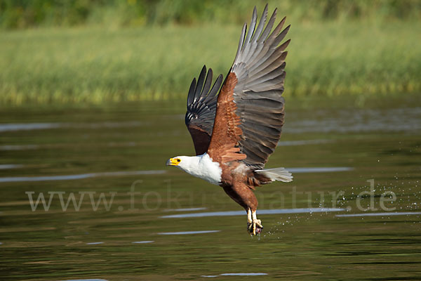 Schreiseeadler (Haliaeetus vocifer)