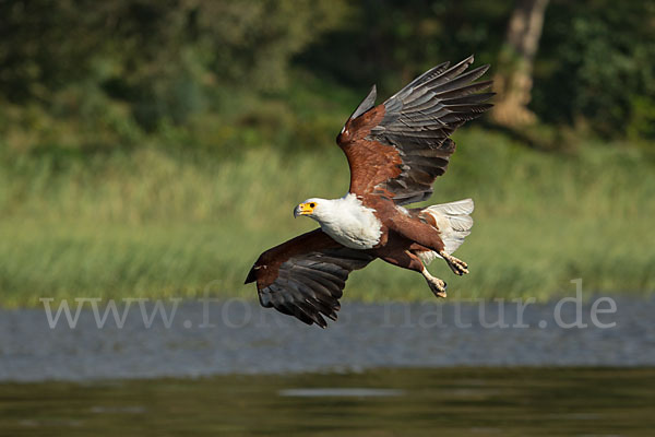 Schreiseeadler (Haliaeetus vocifer)