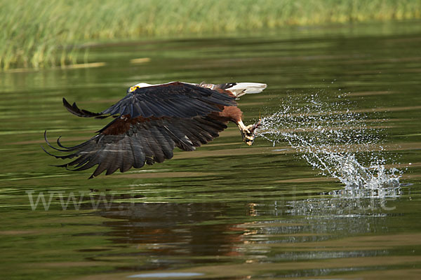 Schreiseeadler (Haliaeetus vocifer)