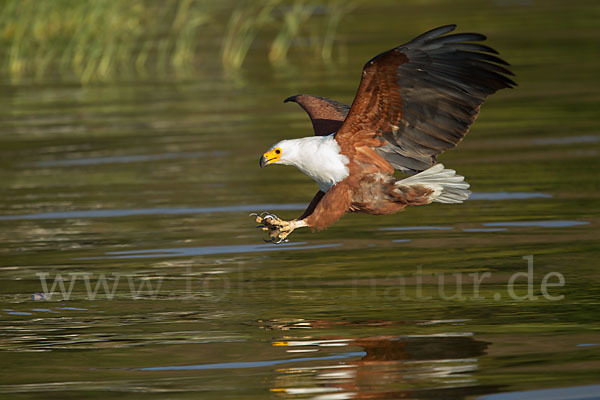 Schreiseeadler (Haliaeetus vocifer)