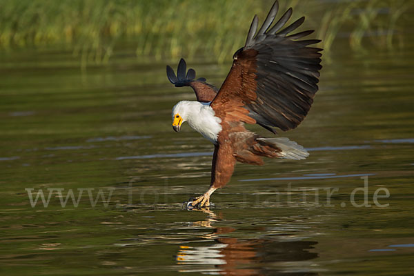 Schreiseeadler (Haliaeetus vocifer)