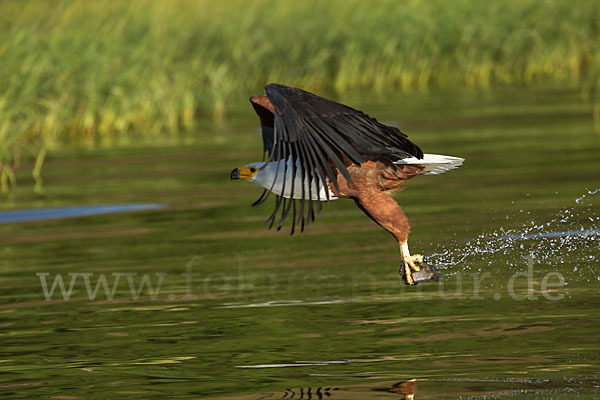 Schreiseeadler (Haliaeetus vocifer)