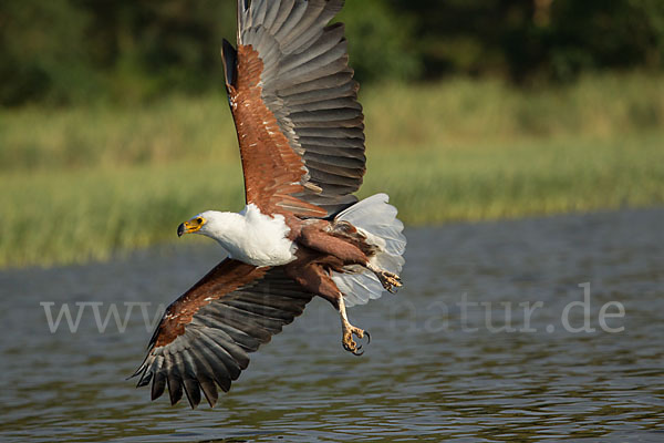 Schreiseeadler (Haliaeetus vocifer)