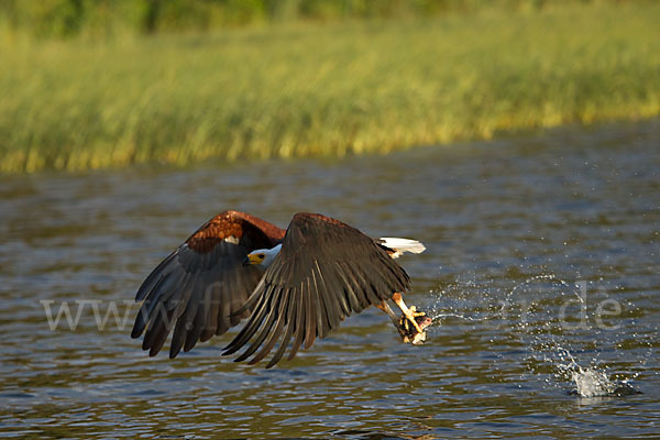 Schreiseeadler (Haliaeetus vocifer)