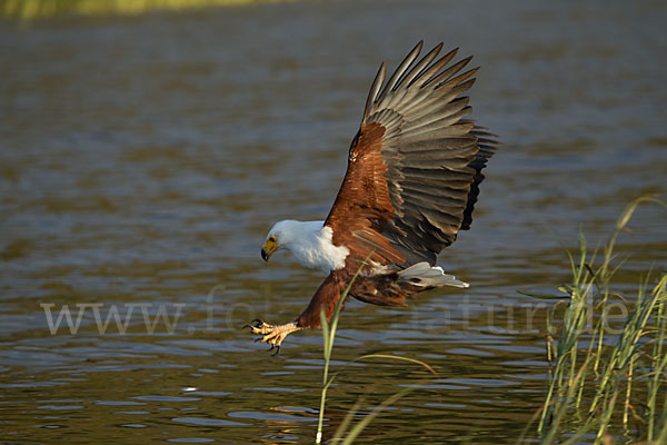 Schreiseeadler (Haliaeetus vocifer)