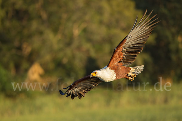 Schreiseeadler (Haliaeetus vocifer)