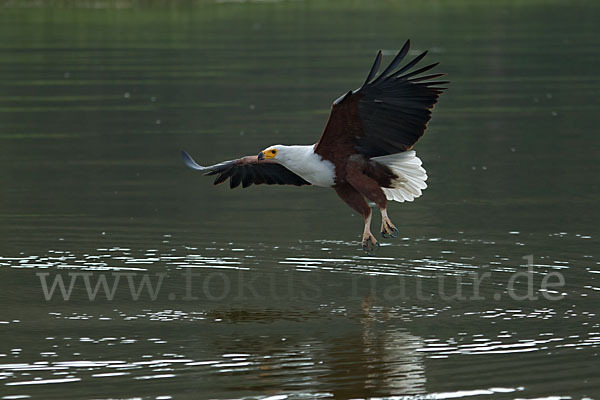 Schreiseeadler (Haliaeetus vocifer)