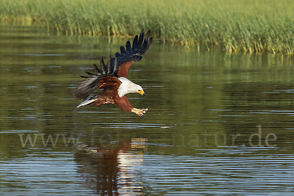 Schreiseeadler (Haliaeetus vocifer)