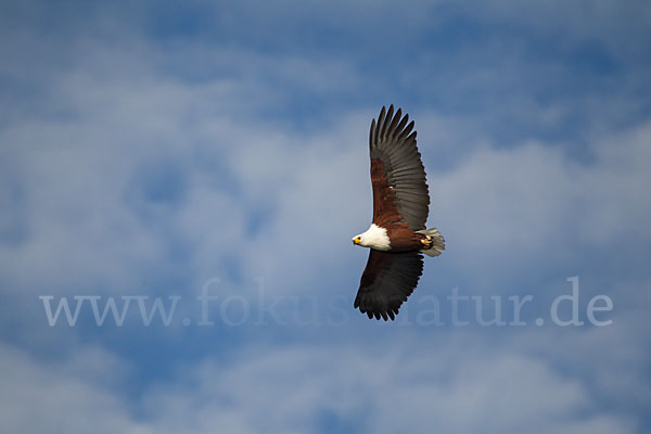 Schreiseeadler (Haliaeetus vocifer)