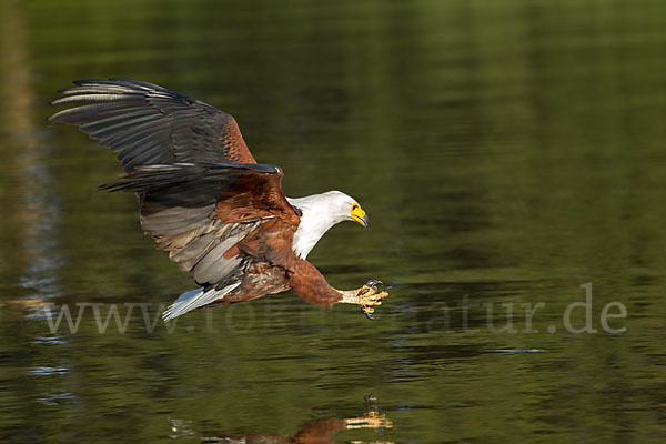 Schreiseeadler (Haliaeetus vocifer)