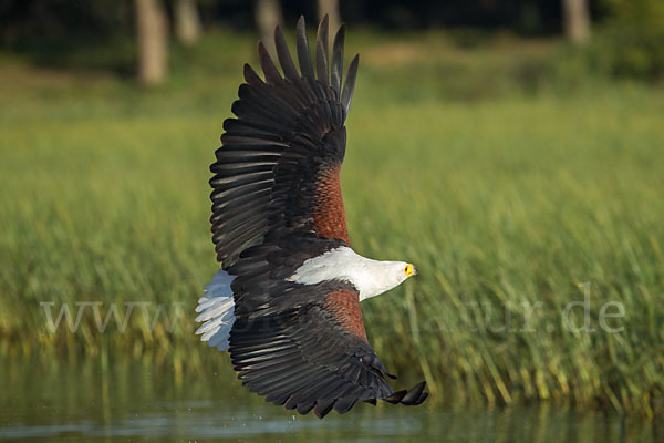 Schreiseeadler (Haliaeetus vocifer)