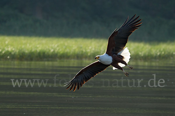 Schreiseeadler (Haliaeetus vocifer)