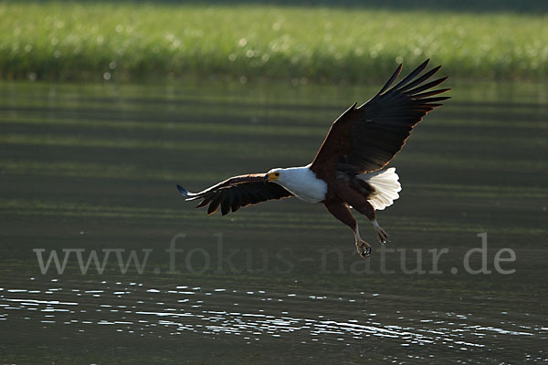 Schreiseeadler (Haliaeetus vocifer)