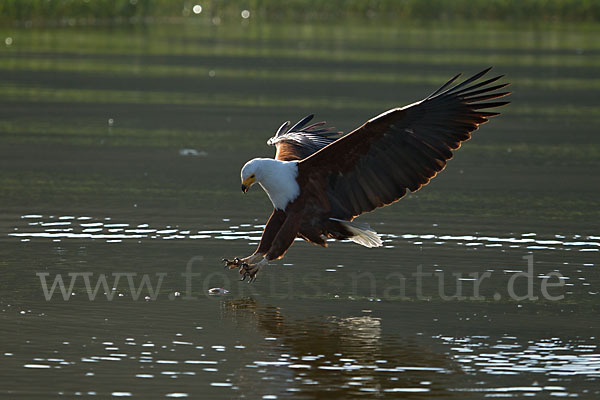 Schreiseeadler (Haliaeetus vocifer)