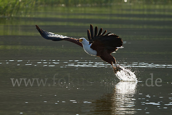 Schreiseeadler (Haliaeetus vocifer)