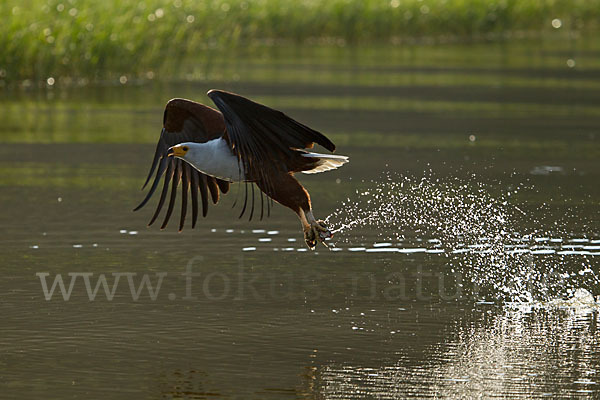 Schreiseeadler (Haliaeetus vocifer)