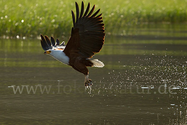 Schreiseeadler (Haliaeetus vocifer)