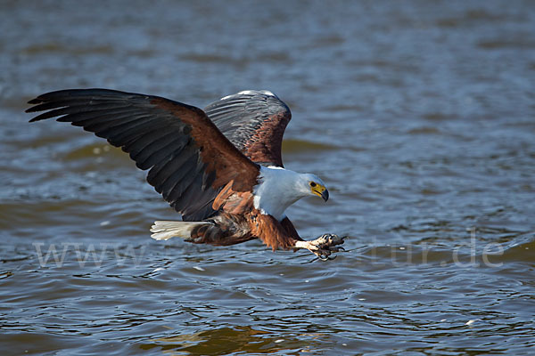 Schreiseeadler (Haliaeetus vocifer)