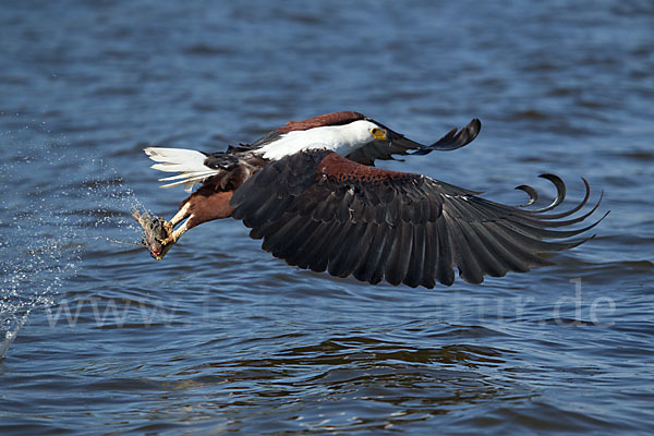 Schreiseeadler (Haliaeetus vocifer)