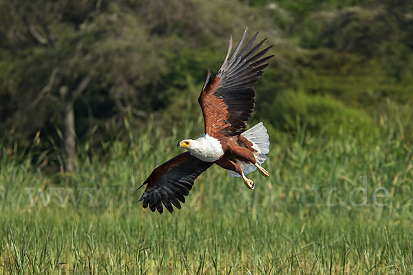 Schreiseeadler (Haliaeetus vocifer)