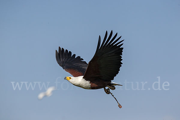 Schreiseeadler (Haliaeetus vocifer)