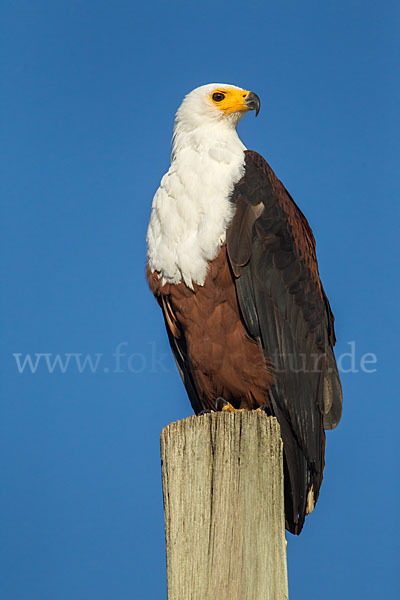 Schreiseeadler (Haliaeetus vocifer)