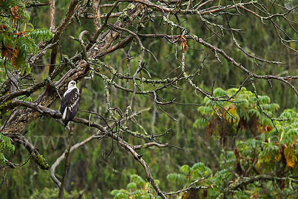 Schreiseeadler (Haliaeetus vocifer)