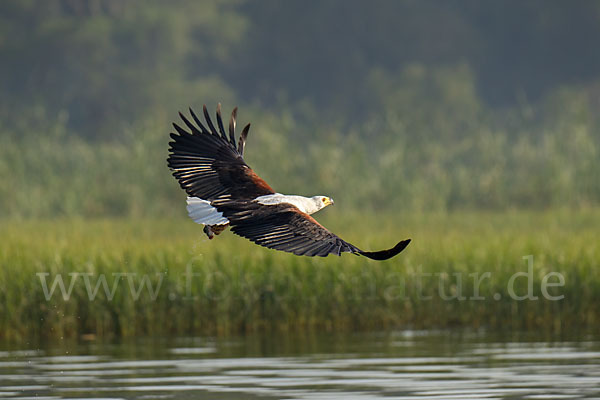 Schreiseeadler (Haliaeetus vocifer)