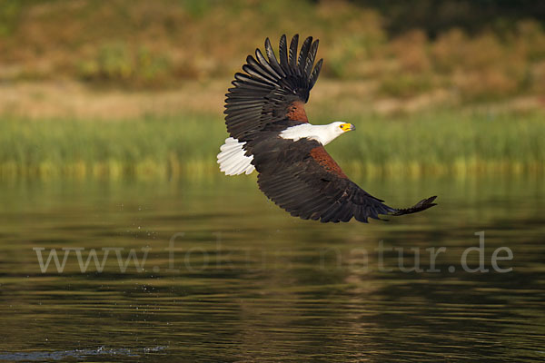 Schreiseeadler (Haliaeetus vocifer)